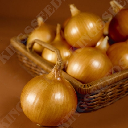 Picture of Onion Toughball F1